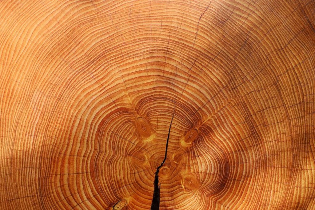 Robert Adam Furniture - Annual-rings-tree